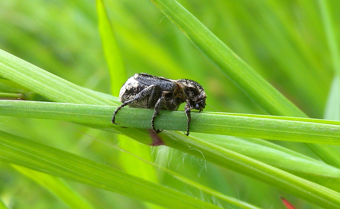 Valgus hemipterus con acari